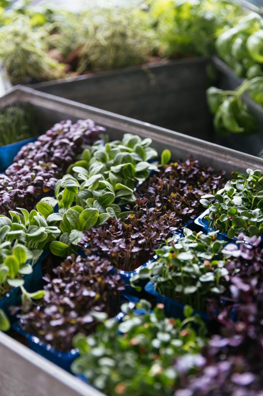 Micro-green arrangements on the tables